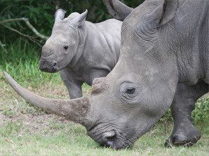 South Africa's rhino population is being hunted into extinction.