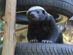 A honey badger named BG who lives in the Johannesburg Zoo has become the world's first animal user on Twitter.