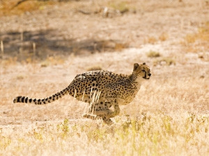 Cheetah experts believe research into the animal's locomotion dynamics will help humans to better understand these animals, aiding conservation efforts.