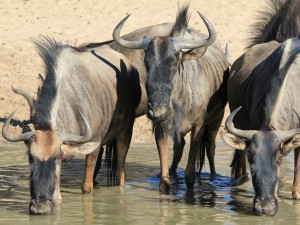 Webcams streaming live wildlife footage enable viewers to experience nature as it really is, says WildEarth.tv's Graham Wallington.