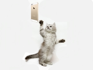 CAT UNLOCKS IPHONE USING TOUCH ID on Make a GIF