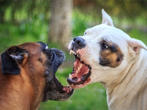 Dog fighting syndicates are using increasingly sophisticated tactics to source animals, says OLX.