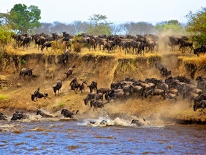 With the HerdTracker app, you're sure to witness the incredible sight of the wildebeest migration.