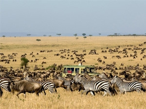 The plains of Africa: Wildebeest and zebra surround a safari vehicle in the Serengeti. Photo: Dana Allen/Asilia Africa.
