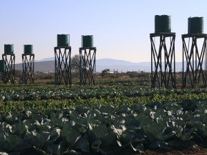 The vegetable garden and irrigation tanks at Arthur Mfebe Senior Secondary School, tended in partnership with the local community.