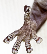 The gecko's sticky toe pads could provide clues to making less wasteful adhesives for Ford's car components.