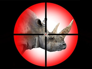 IBM and MTN have teamed up to fight rhino poaching.