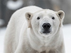 Google's new Street Views, captured by Polar Bears International, showcase the threatened habitats of polar bears in Canada.