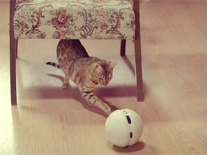 LG's Rolling Bot has an inbuilt laser pointer that will allow cat owners to play with their cats when they are not home.