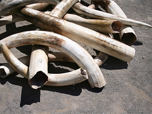 Online sales platforms including Amazon, eBay, Google, and Yahoo are all complicit in online ivory sales, willingly or not.