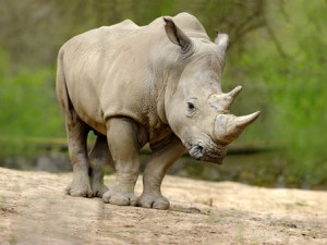 Axis Communications has sponsored three advanced security cameras for a rhino sanctuary in Limpopo.