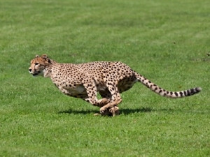 Lengau, Setswana for cheetah, is Africa's fastest supercomputer and second fastest in the southern hemisphere.