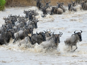 The great wildlife migration sees three million wildebeest and nearly a million gazelle and zebra grit through a multi-country trek for food.