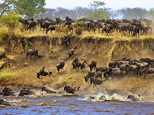 Kenya's wildebeest migration is being live streamed via Facebook and YouTube this week.