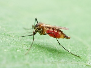 Malaria in SA is located in the more north-eastern parts of the three endemic provinces of KwaZulu-Natal, Mpumalanga and Limpopo.