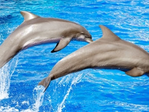 Researchers employed a software package to try and identify three dolphin species.