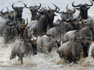 HerdTracker will collate data on sightings of the wildebeest migration in Kenya and Tanzania.