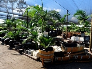 Cape Garden Centre.