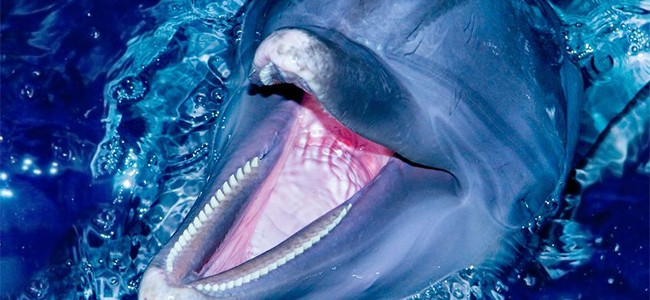 VPAs could be hacked using the same high-pitched frequencies that dolphins emit.