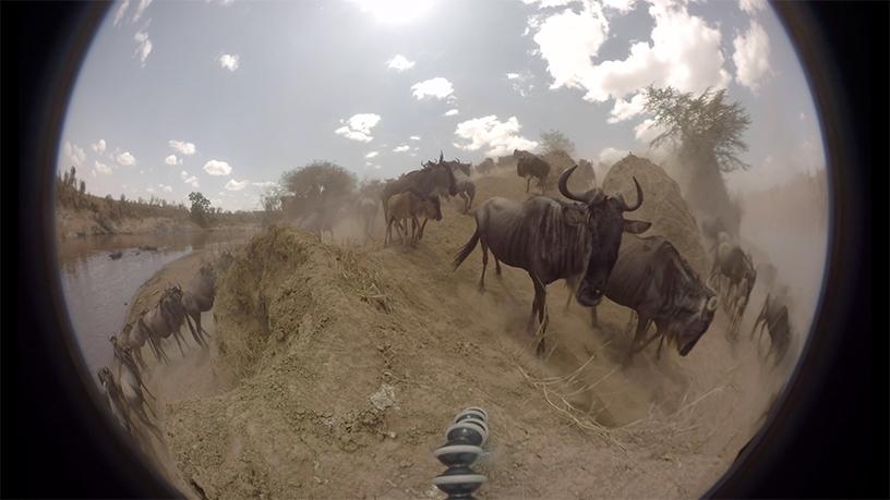 A 360-degree camera was placed in the path of the migrating wildebeest to capture their journey up close.