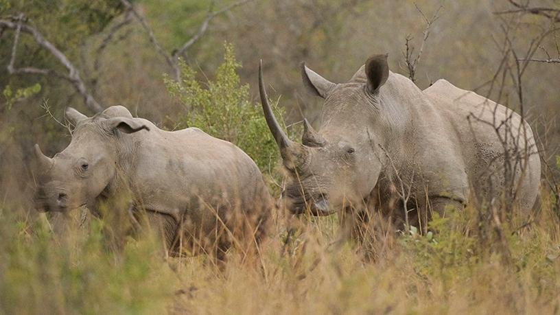 In 2017, a total of 1 028 rhinos were poached in SA.