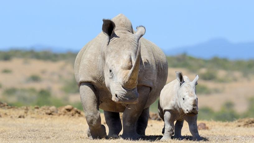 According to the Rhino Coin Foundation, more than 7 000 African rhino have been lost to poaching in the last 10 years.