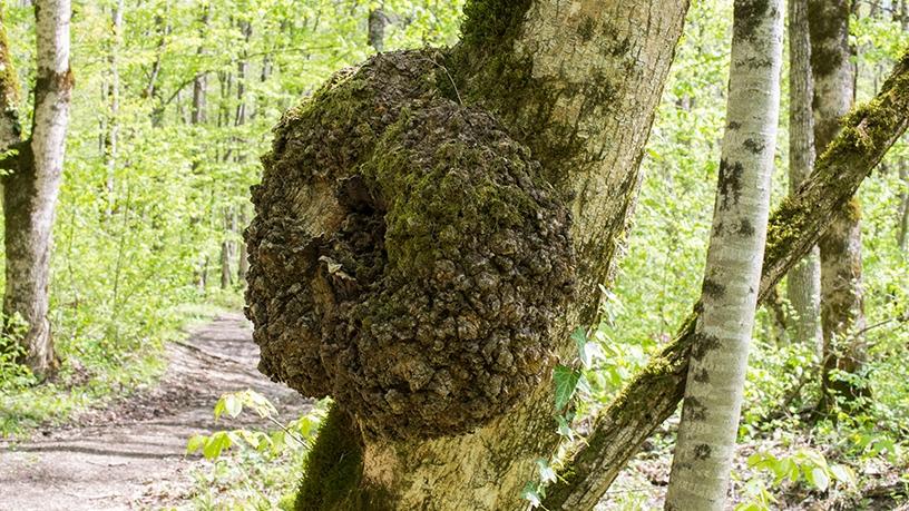 The polyphagous shot hole borer beetle is considered to be a great threat to the indigenous trees of SA.